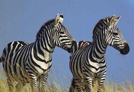 达人分享！斑马线和斑马有什么关系“冰清水冷”