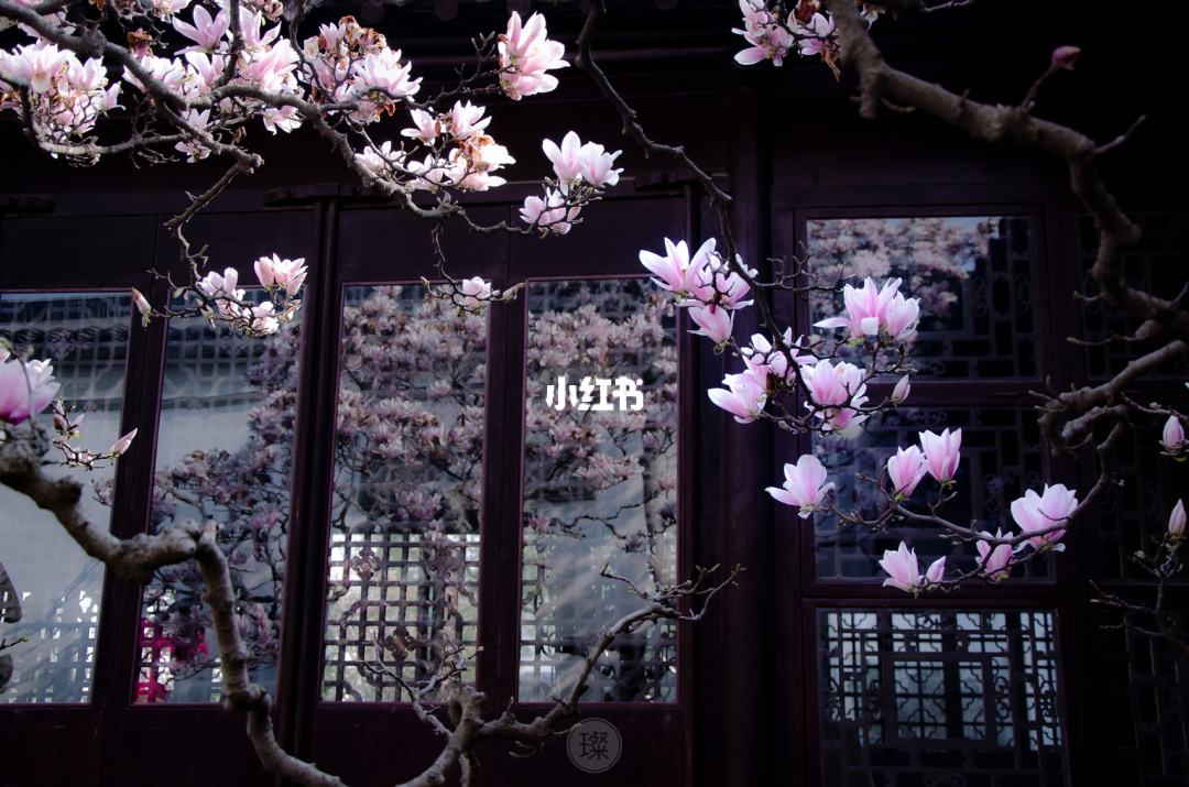 达人分享！成语歪解“桃红柳绿”