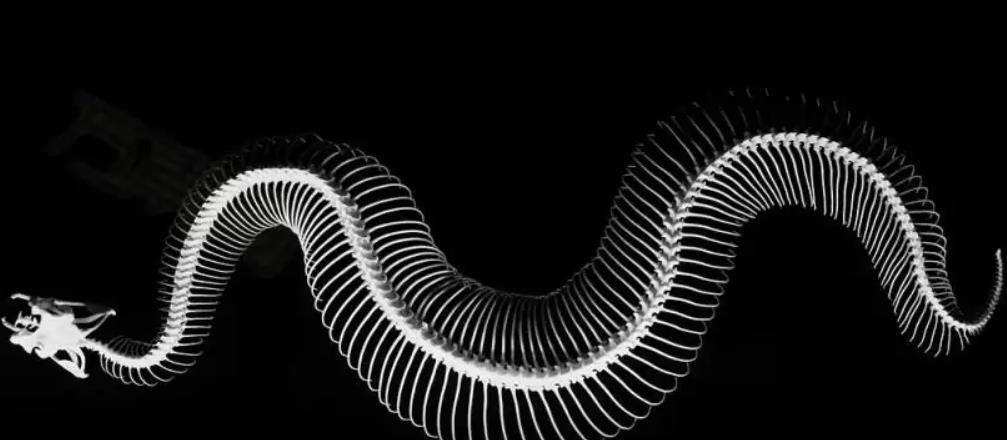 达人分享！广西大蛇“高情逸态”