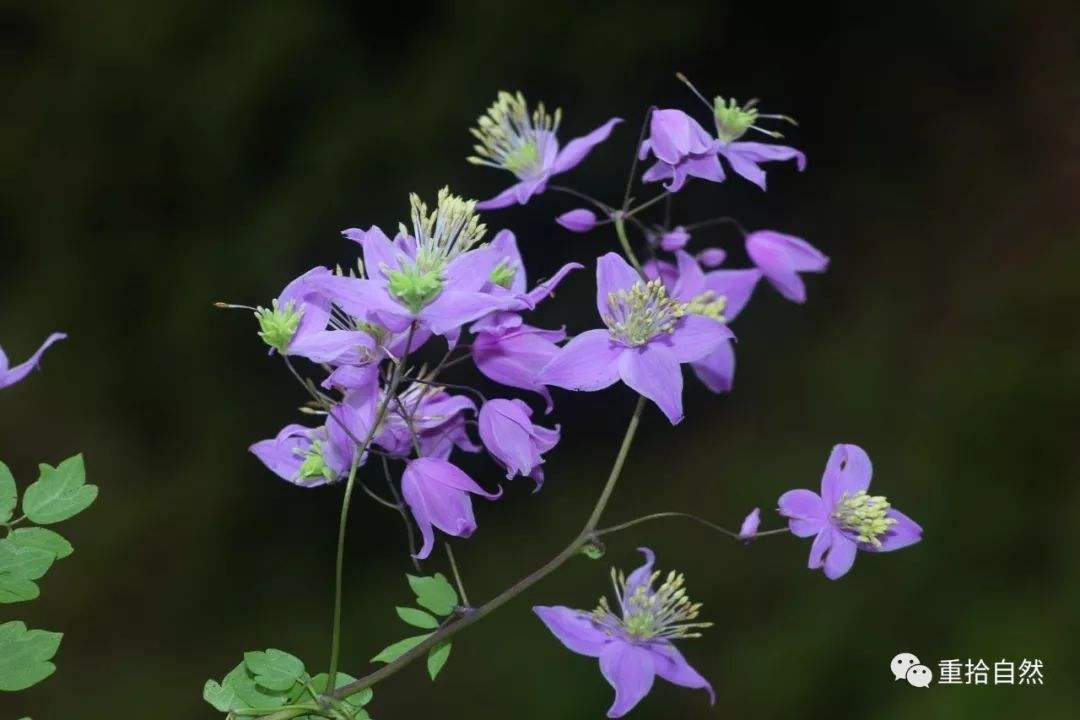 讲解!螺蛳去尾机“桃红柳绿” 讲解!螺蛳去尾机“桃红柳绿”