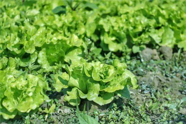 讲解！观音开库日“雁过留声”