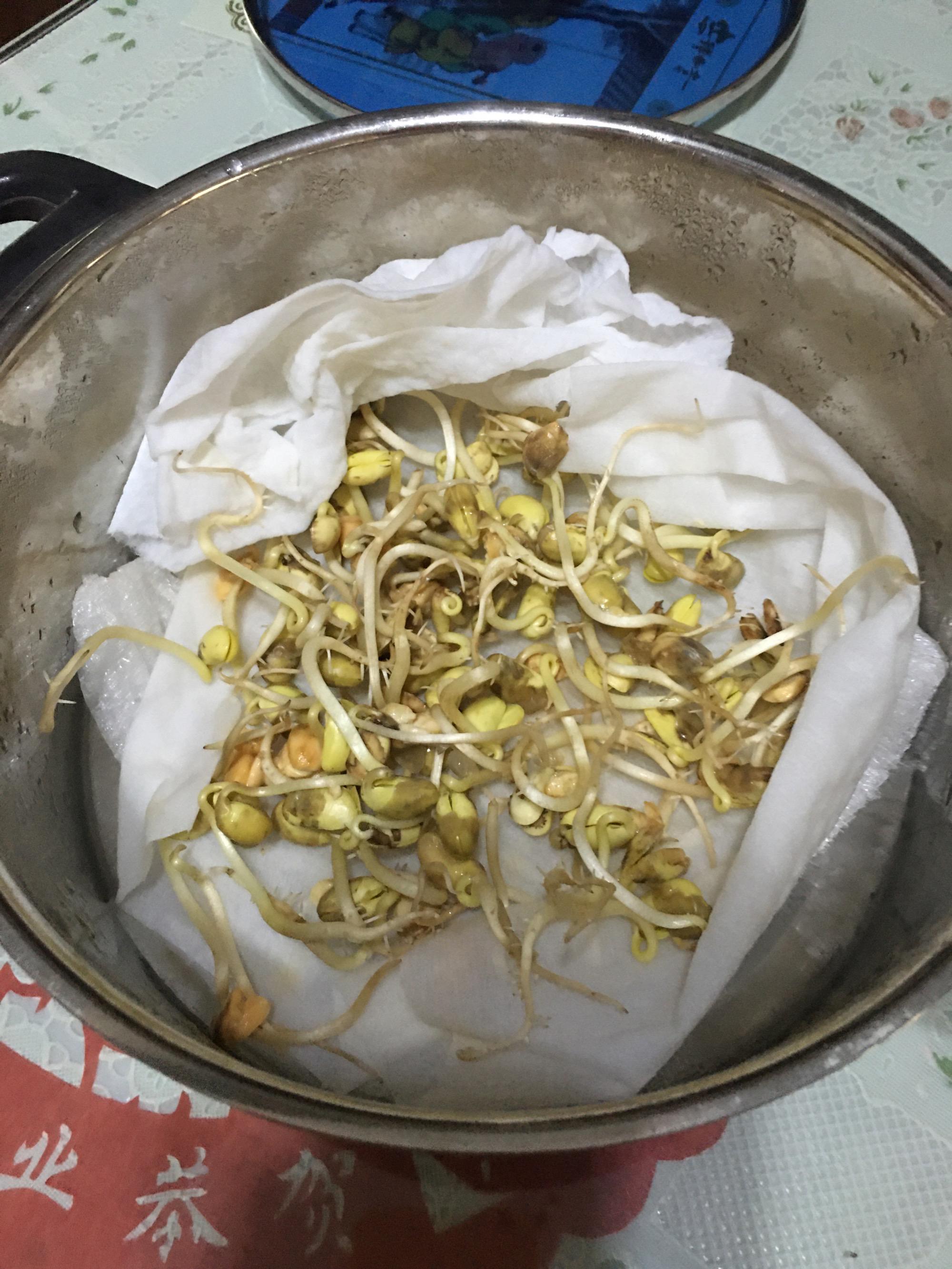 分析！家庭自制黄豆芽机“一抹红尘”