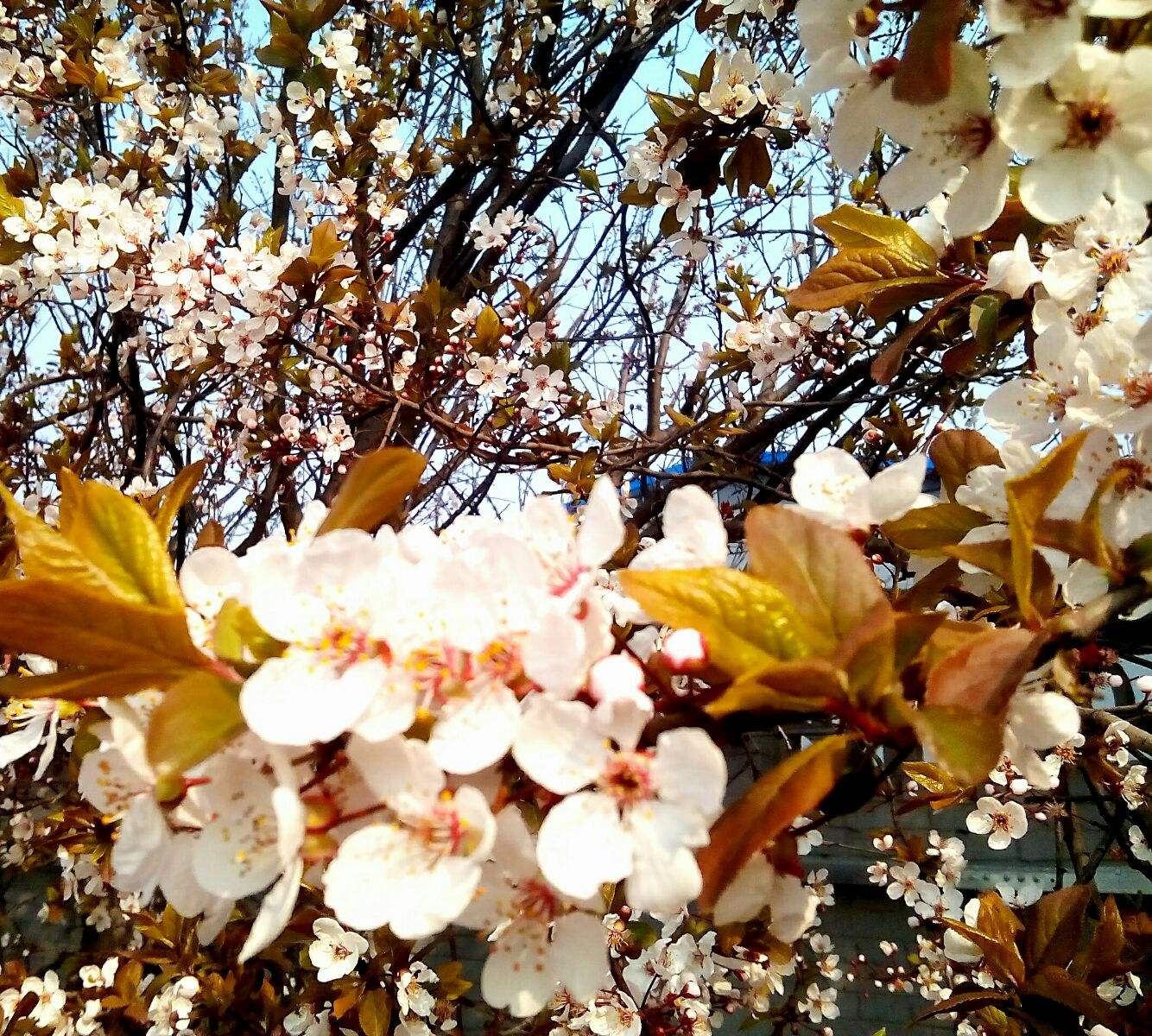 达人分享！定格的意思“桃红柳绿”