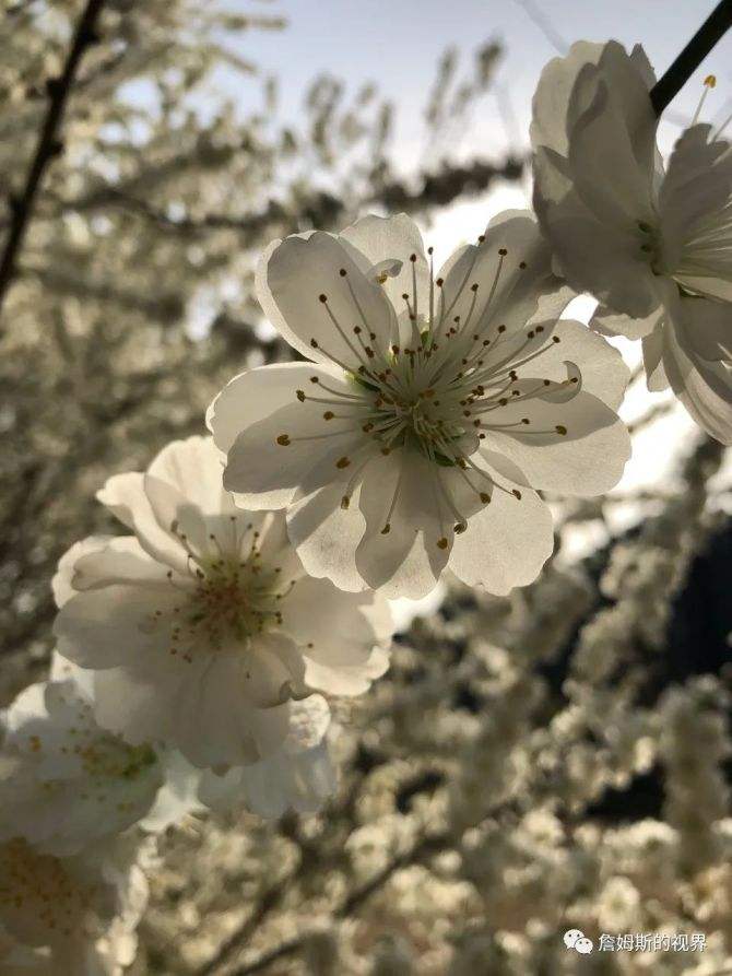 达人分享！mvp什么意思中文“空谷幽兰”