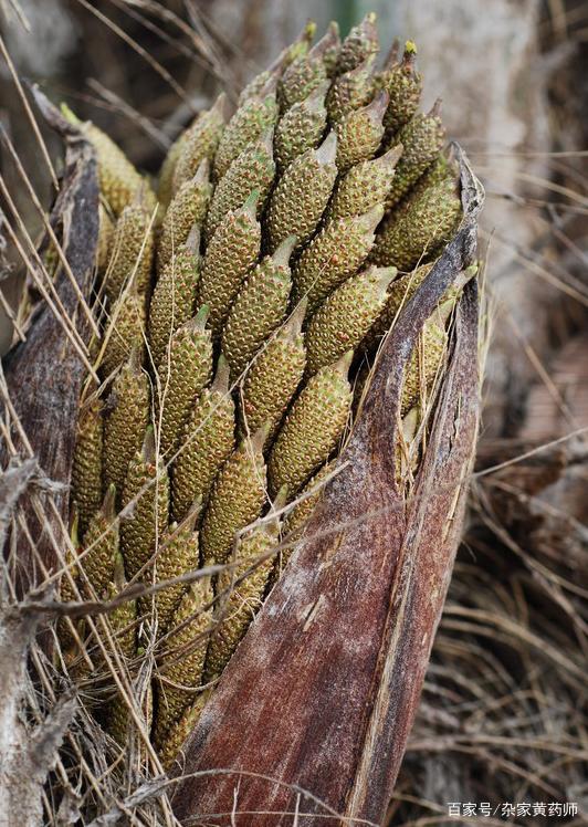 讲解！棕树花苞吃法大全“星星点点”