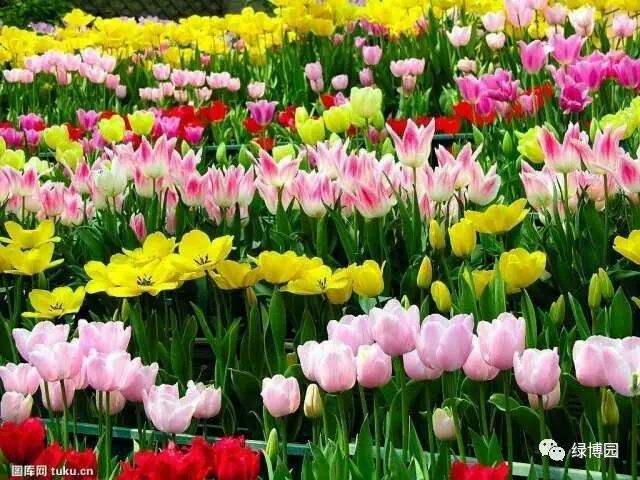 讲解！郁金香孩子什么意思“纯一不杂”