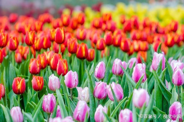 讲解！郁金香孩子什么意思“纯一不杂”