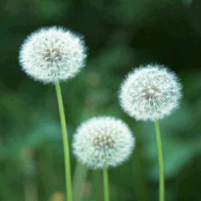 详情!女人找男人玩“夏花依旧” 详情!女人找男人玩“夏花依旧”