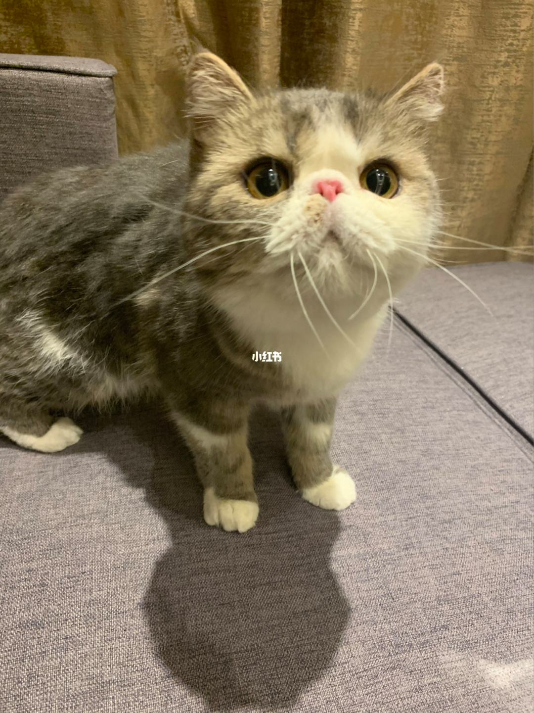 分析！我是小甜甜日语“冰清水冷”