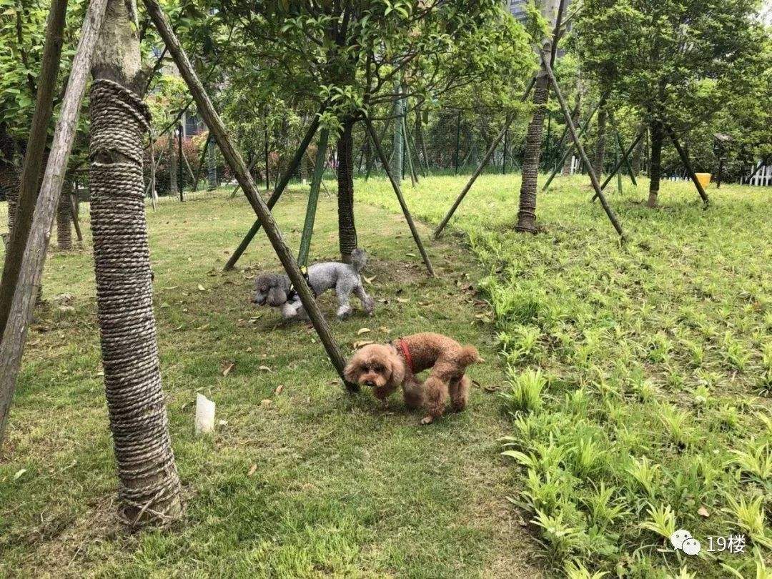 讲解！杭州规定遛狗时间