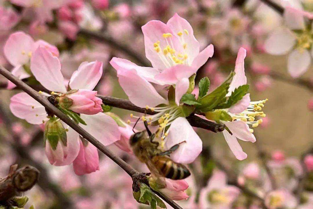 达人分享！预计11月二次疫情爆发“桃红柳绿”