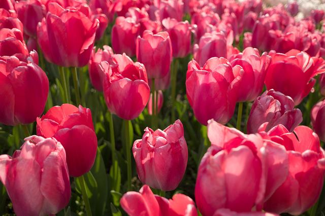 达人分享！郁金香孩子什么意思“高情逸态”