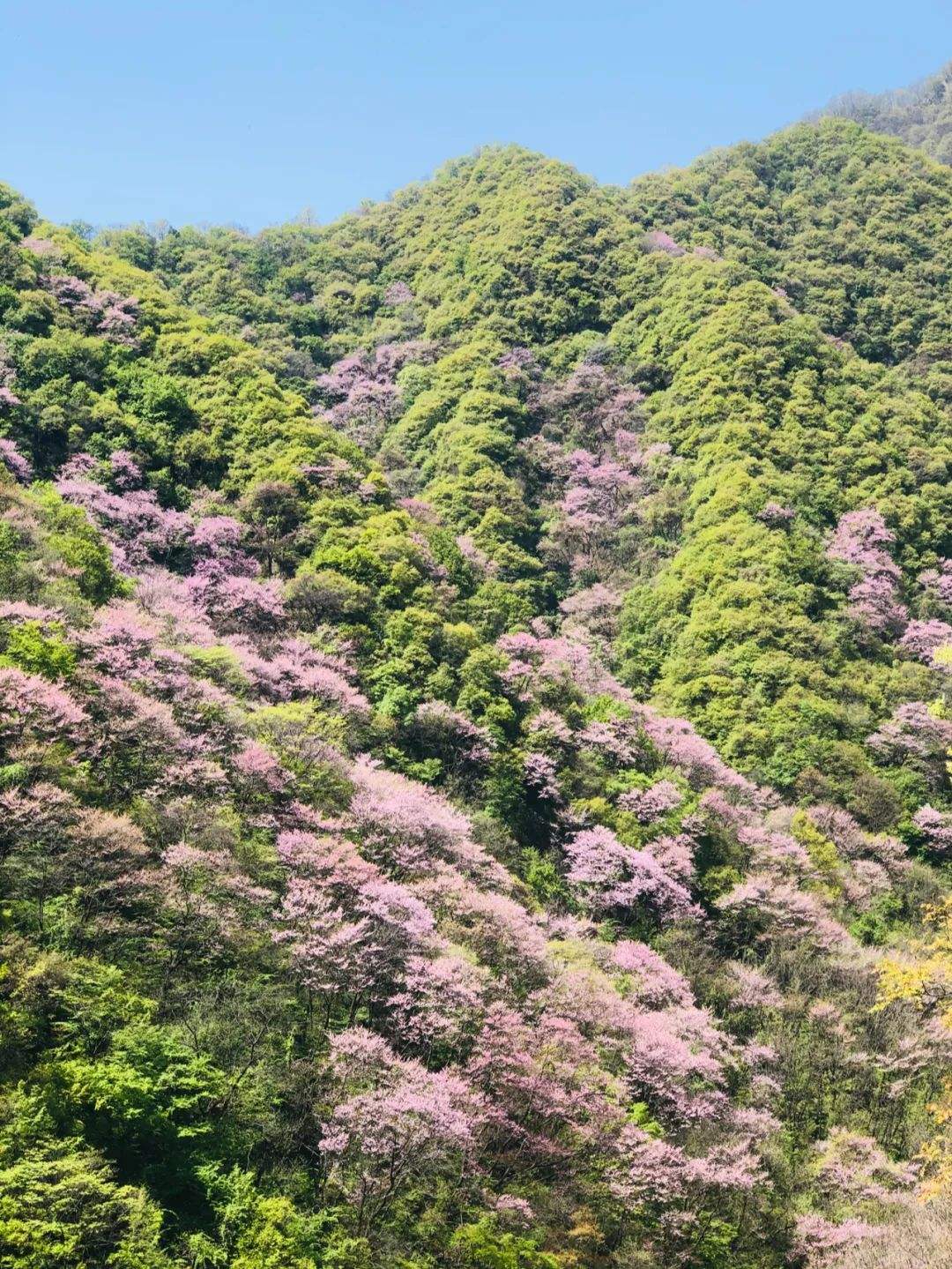讲解！山城是指我国哪一城市“空谷幽兰”