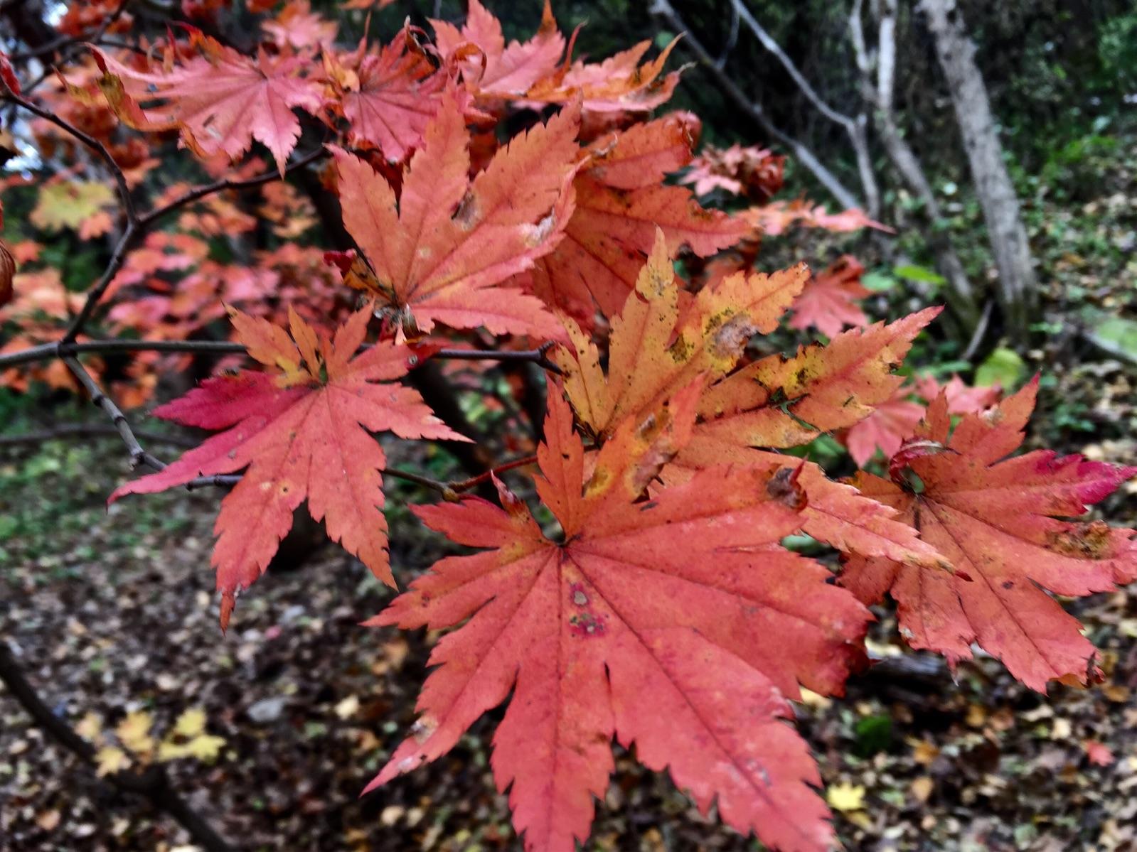 分析！本溪枫叶节“夏花依旧”