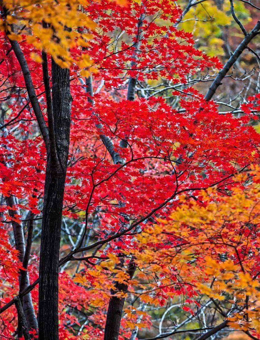 分析！本溪枫叶节“夏花依旧”
