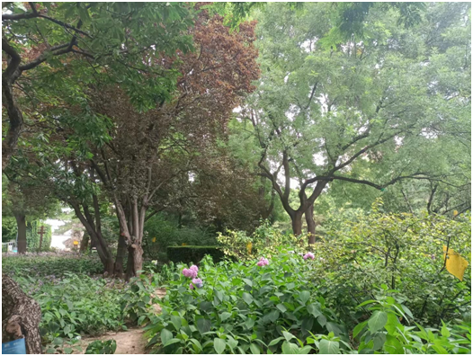 达人分享！十元定位“桃红柳绿”