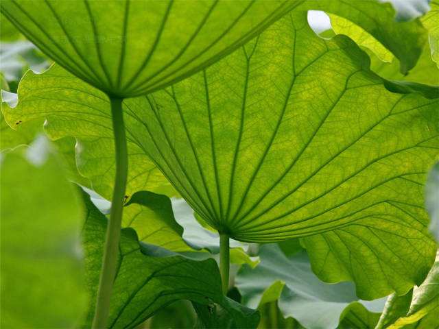 分析！小暑是入伏第一天么“一抹红尘”