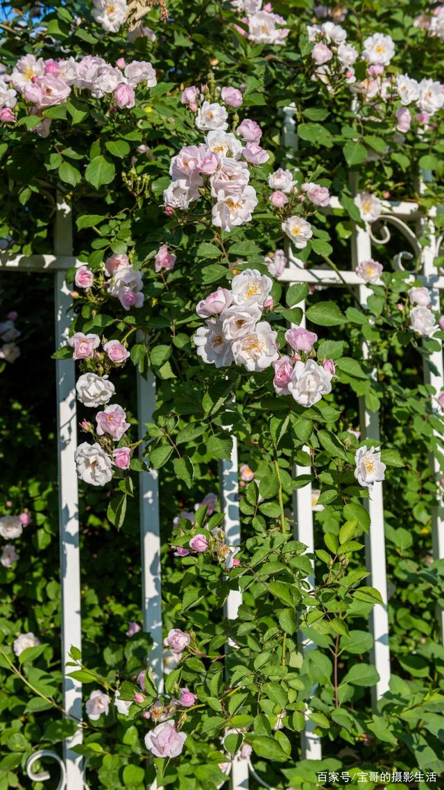 分析！孟夏在古代时令中是指农历几月“典则俊雅”