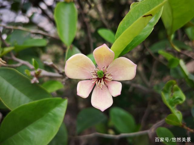 分析！笑靥如花形容人笑起来很美“高情逸态”