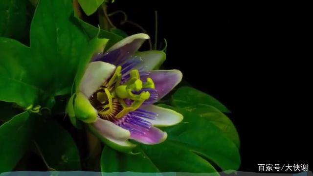 分析！笑靥如花形容人笑起来很美“高情逸态”