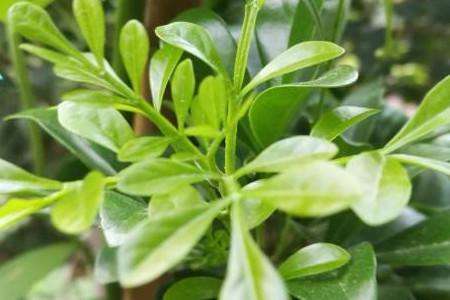 详情！树兰集团背景儿媳妇“郢中白雪”