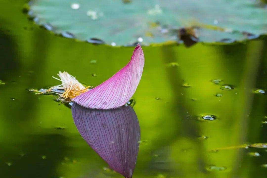 讲解！小暑是入伏的头一天吗“雁过留声”