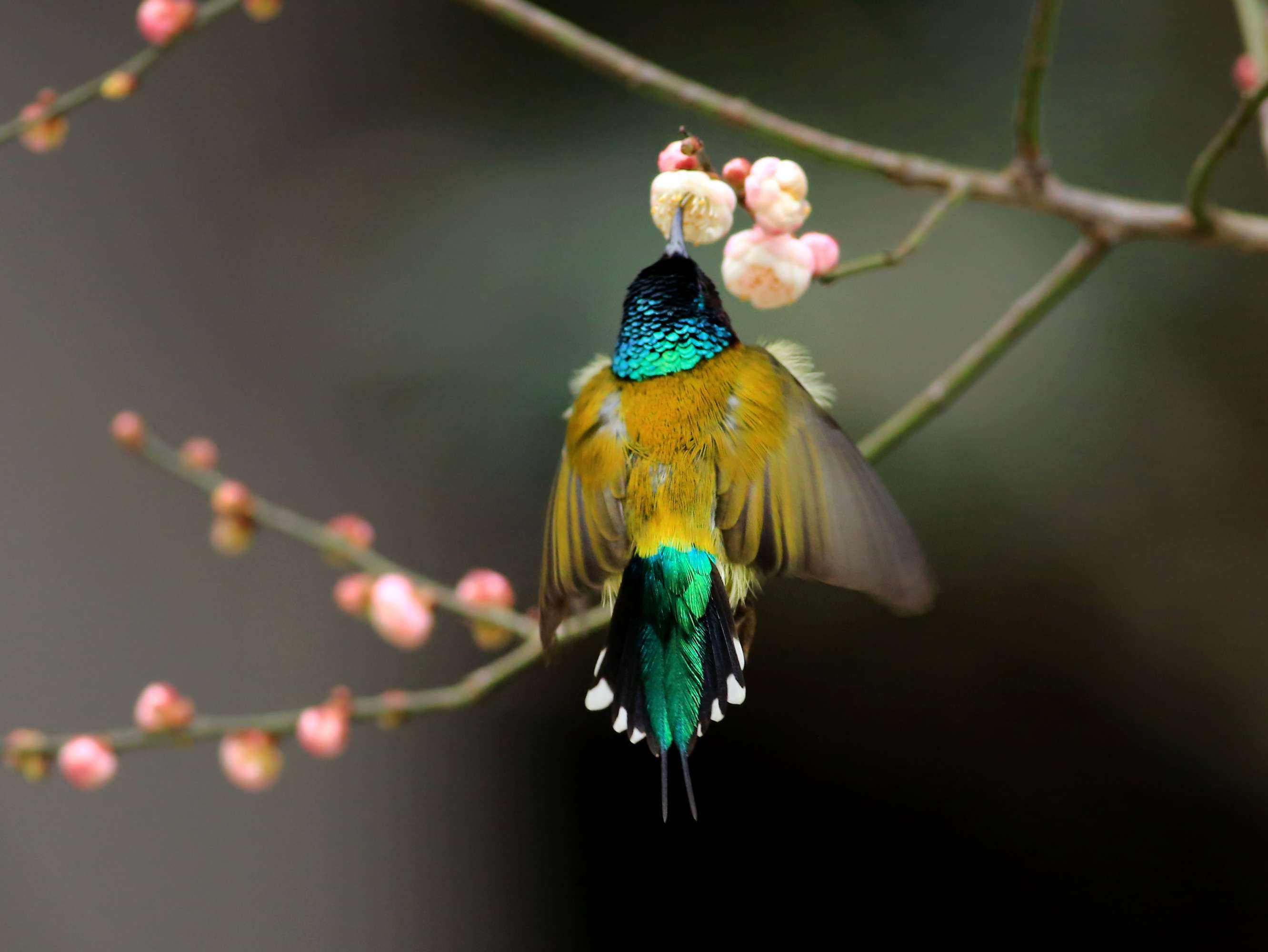 分析！什么鸟寿命最长“空谷幽兰”