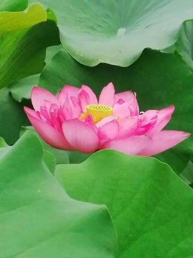 分析！杨建军接受审查调查“夏花依旧”