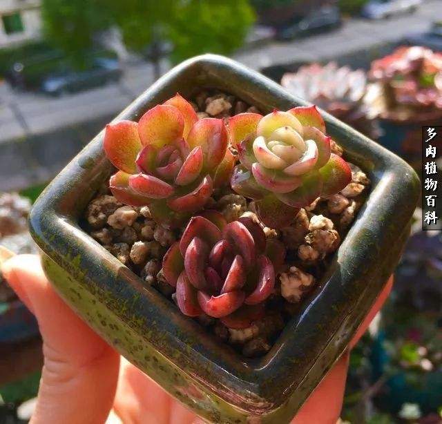 讲解！美国人均收入“高情逸态”