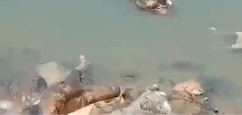 达人分享！印度疫情实时动态