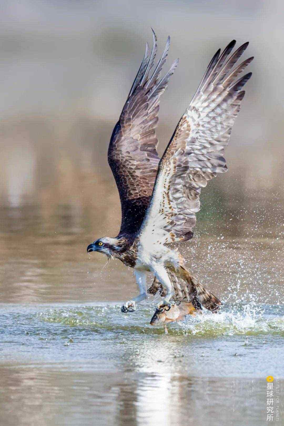 分析!鸢是指“空谷幽兰” 分析!鸢是指“空谷幽兰”