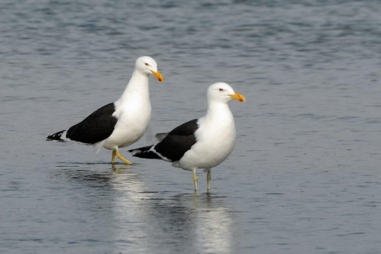 达人分享！什么鸟寿命最长“星星点点”