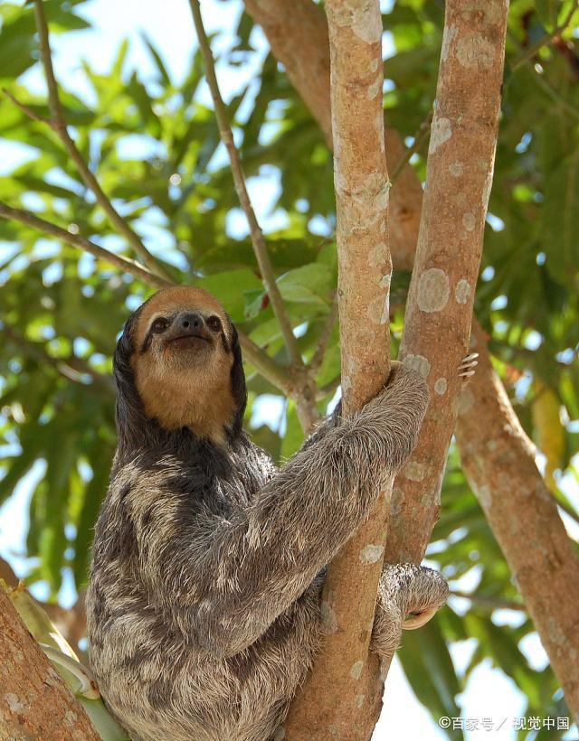 讲解!树懒怎么读“郢中白雪” 讲解!树懒怎么读“郢中白雪”