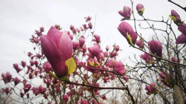 分析！2022年春节是几月几日日“桃红柳绿”