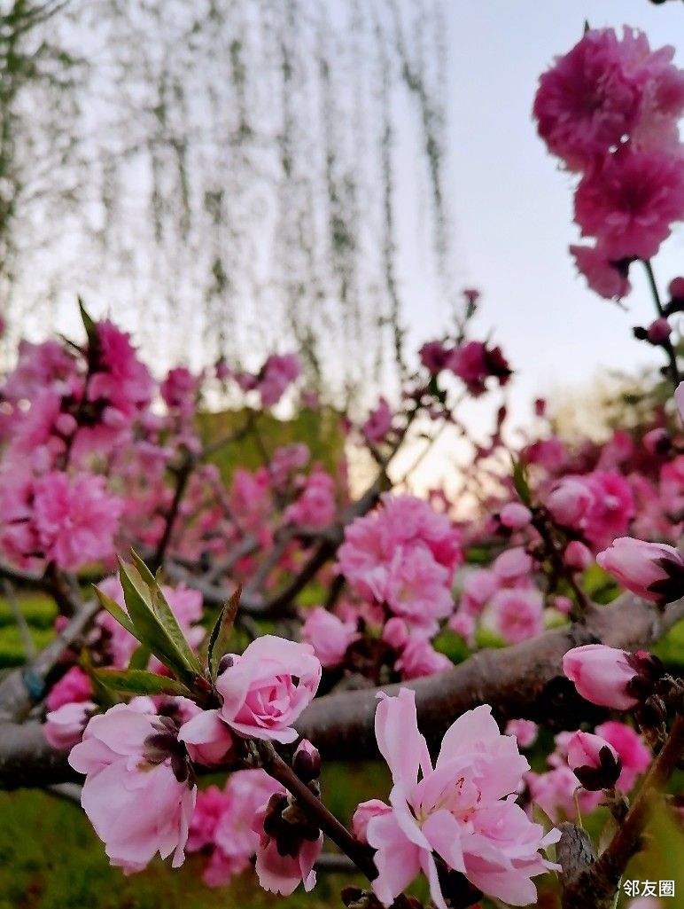 分析！2022年春节是几月几日日“桃红柳绿”