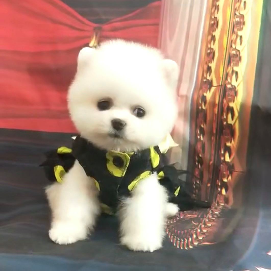 达人分享！俊介君是什么品种“星星点点”