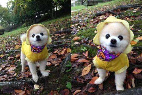 达人分享！俊介君是什么品种“星星点点”