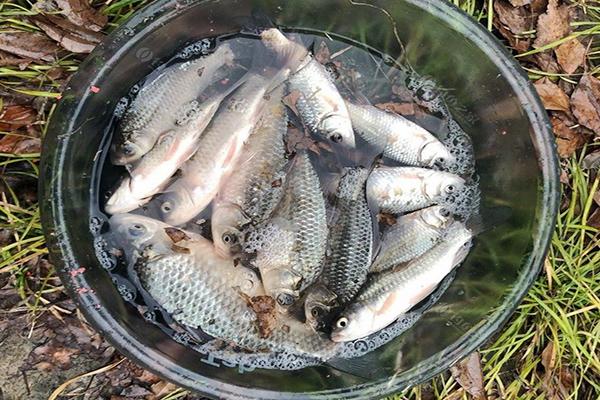 分析！千秋钓鱼论坛“郢中白雪”