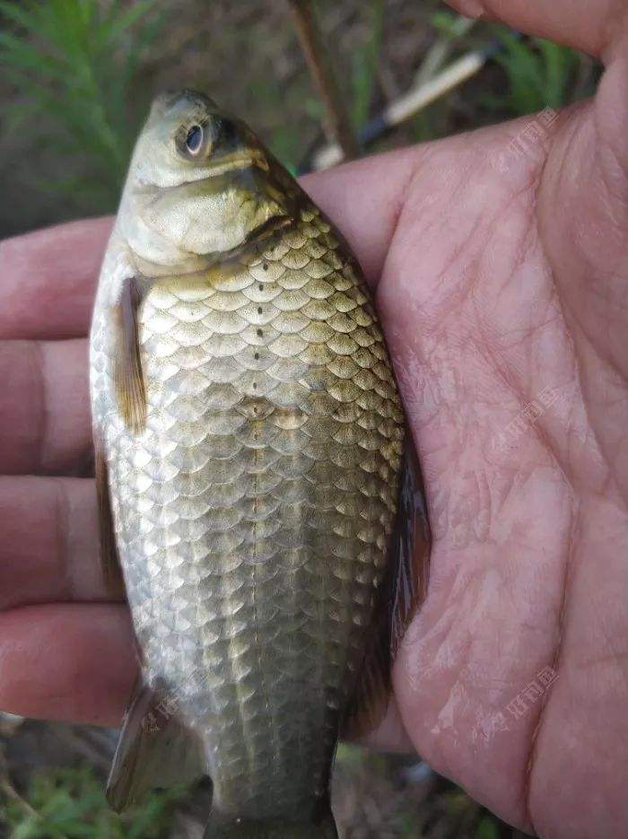 分析！千秋钓鱼论坛“郢中白雪”