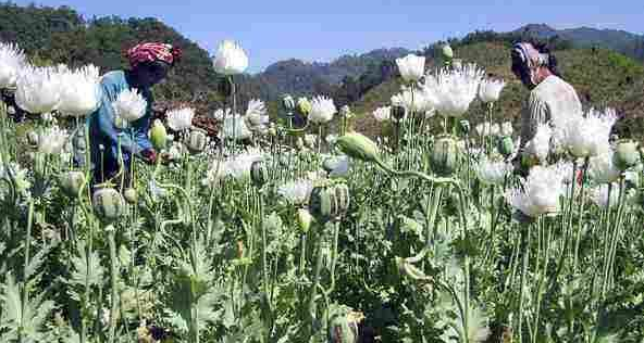 分析！金新月是哪三个国家“郢中白雪”