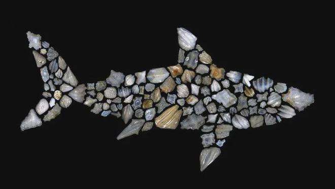 分析!软弱的鲨鱼“雁过留声” 分析!软弱的鲨鱼“雁过留声”