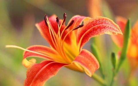 分析！忘忧草实际上是什么“郢中白雪”