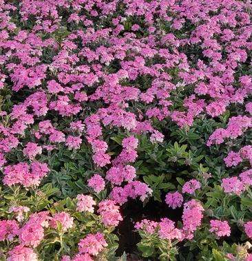 分析！樱美露多少钱