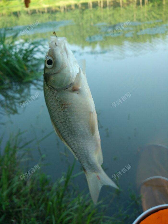 达人分享！誓鸟的含义是什么“高情逸态”