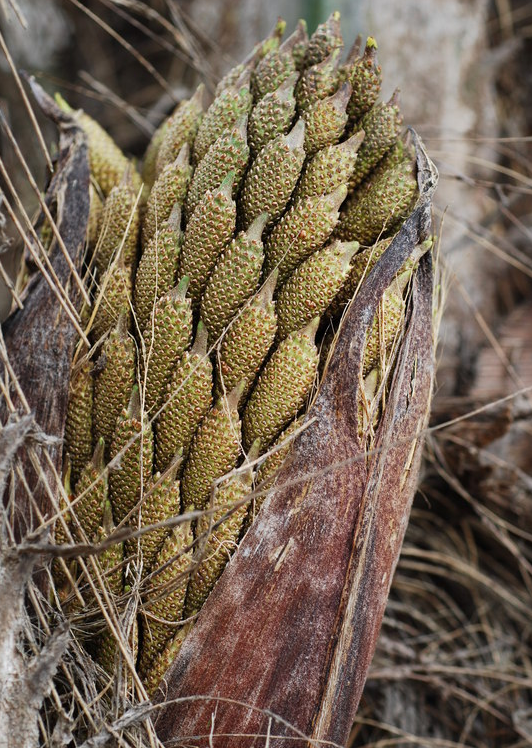 达人分享！棕树花苞吃法大全“夏花依旧”