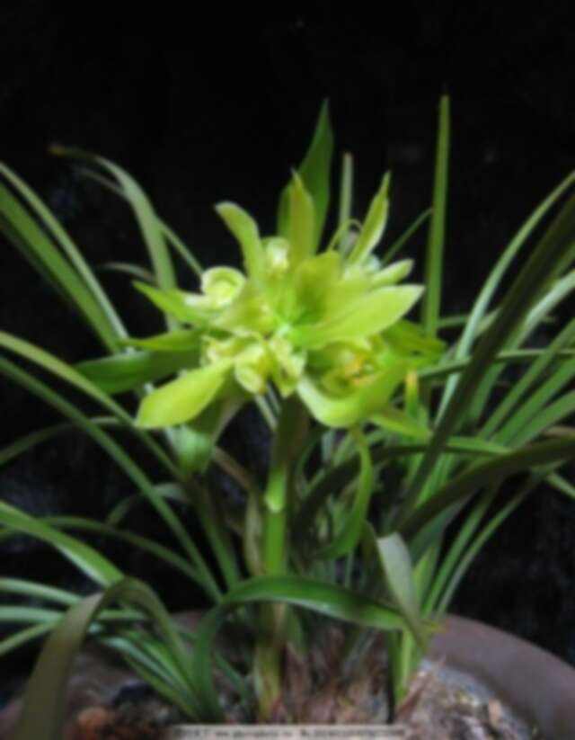 达人分享！陈阿娇怎么死的“空谷幽兰”