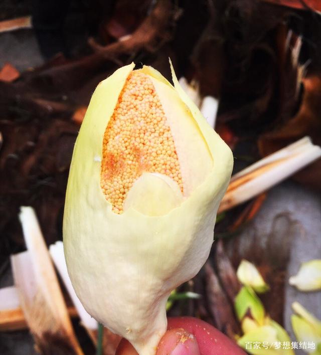 讲解！棕树花苞吃法大全