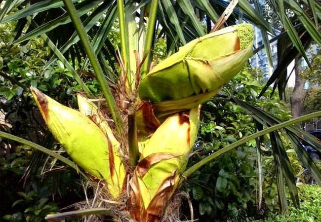 讲解！棕树花苞吃法大全