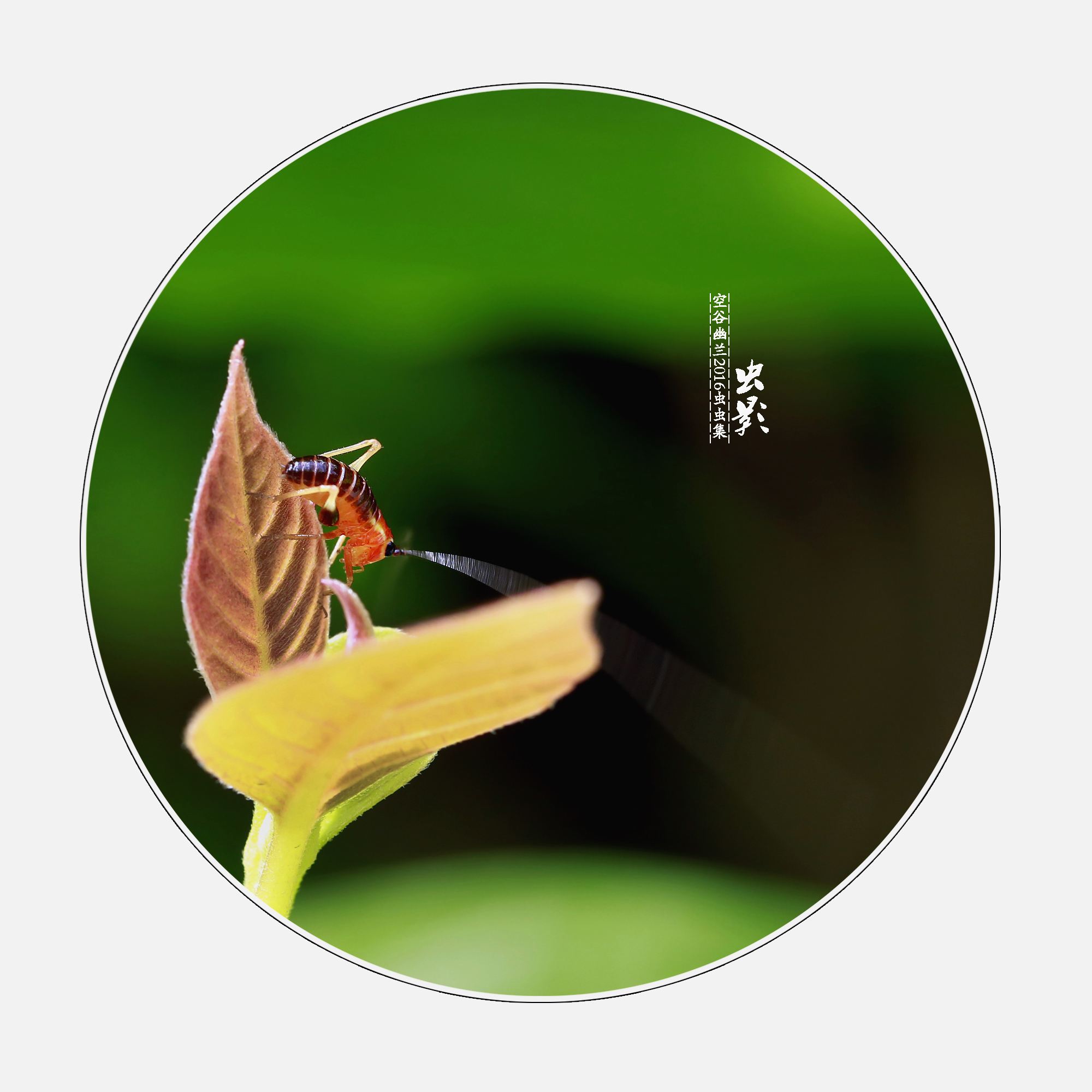 详情！比列怎么打“空谷幽兰”