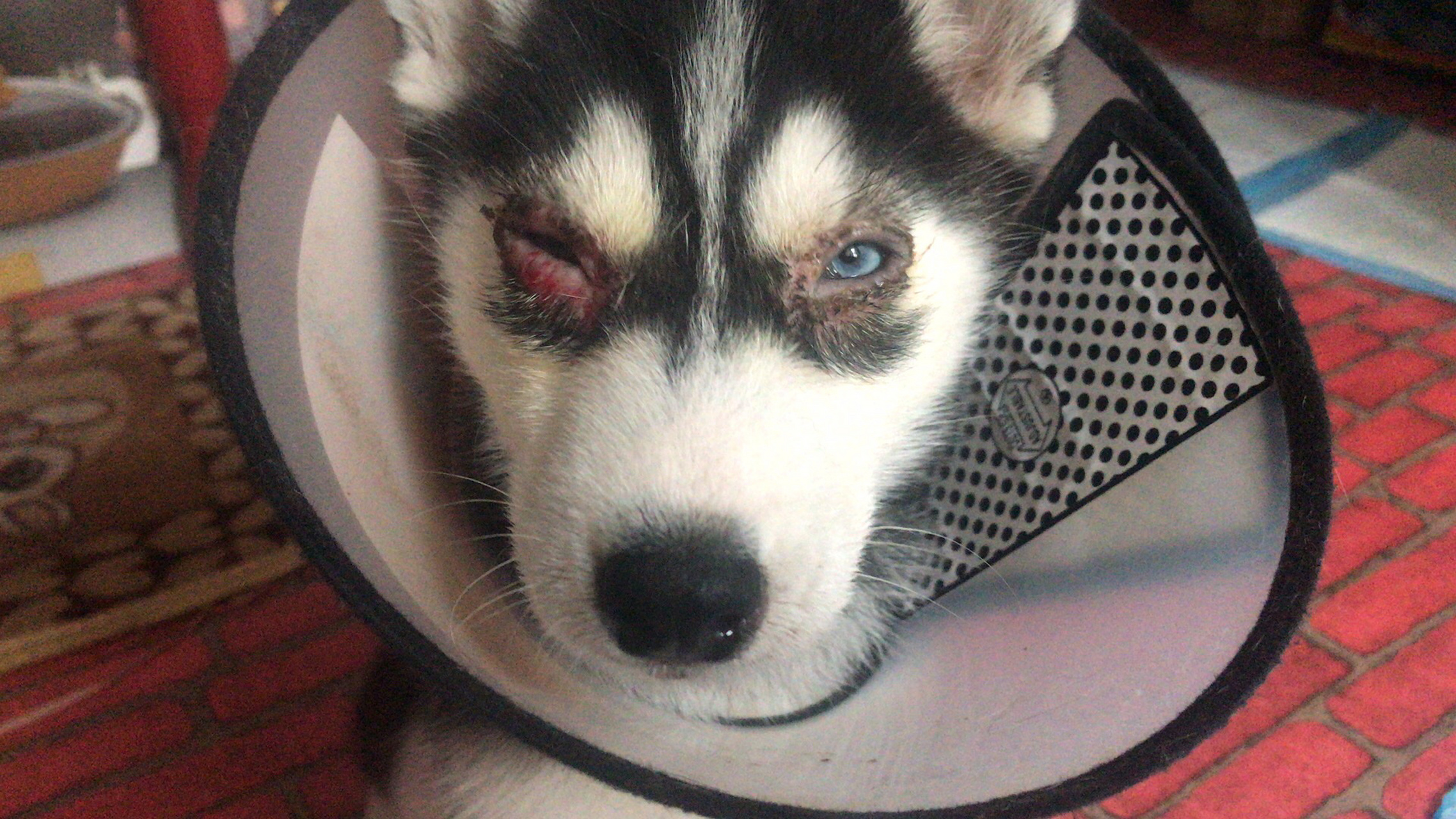 达人分享！狗瘟热病毒“冰清水冷”